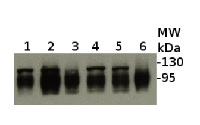 ClpB-P | ClpB3 in the group Antibodies Plant/Algal  / Environmental Stress / Heat shock at Agrisera AB (Antibodies for research) (AS09 459)
